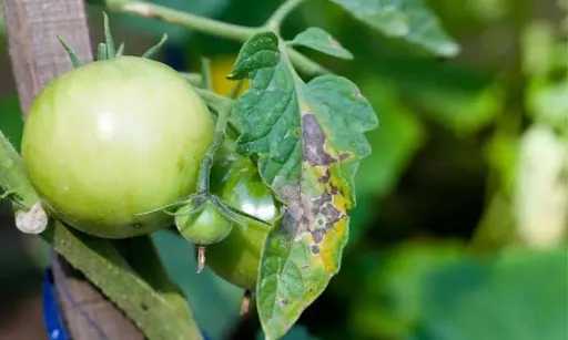 13LygS3P2wZjvWXCN6CF2 Ku22QhLPnu