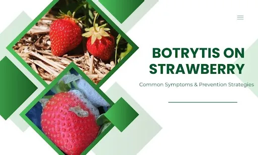 13PBcKDn8a3jQCSSFqvnnHQMi1eIpZyK