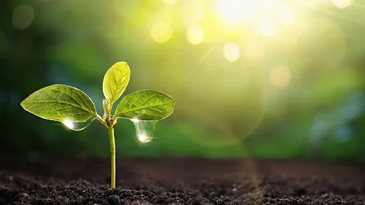 183gsCjnm1gindHkec479NtRqM5AcmCs