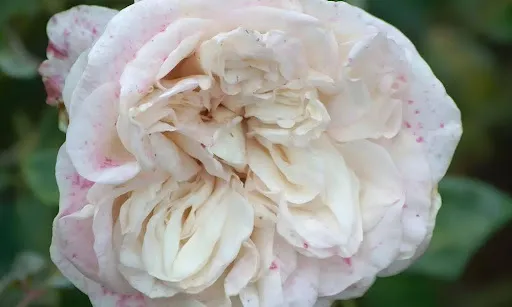 18KMVQCVBkpfHlaeAC2ExqtWaPfguUOx