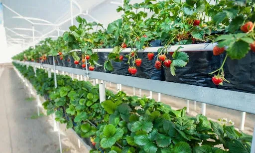 1DJyUTLGC8I29EdLcmRZRN2cSnDZsR8r