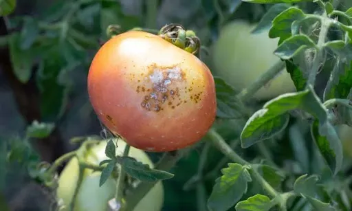 1EZUKaO0yCfRahvq8PNYSvY4VHJUMFQ5