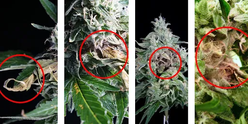 1GlrupmAv2Qw3g1Es4lV5Z6apirxj Xh