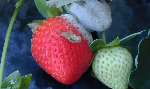 1MnYJ8hstHrCvOEPCrdZwc7446y7Fdrp