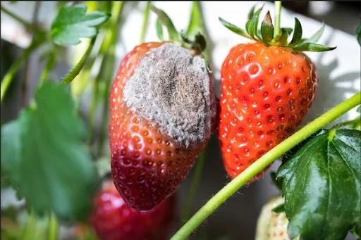 1S 5B3zfiddWPX4J8ll0l0wEbBVp7aej