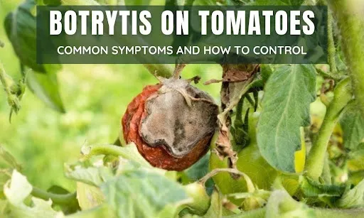 1VwhEZW44jV9ZDLQ8Mb9f9MXQLDr7h5K 1