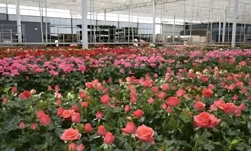 1nMGRRvCH9uJS5wn2EKizKimLa9j63To