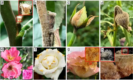 1rl1myMA0QChQdK3IVxOyZZqyqLBtev1