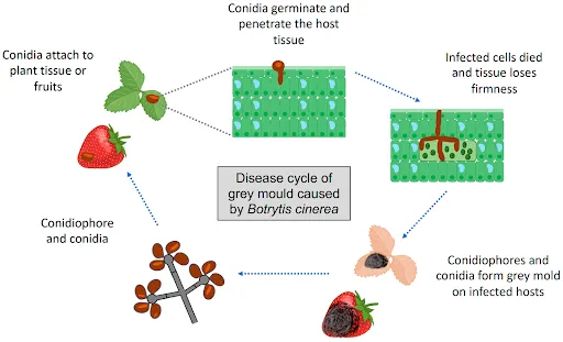 1zptjj91z4WG2B1HyLu0Cxt1 zuaOgSr 1