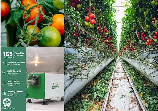 coairo dehumidifier tomato greenhouse 165pints