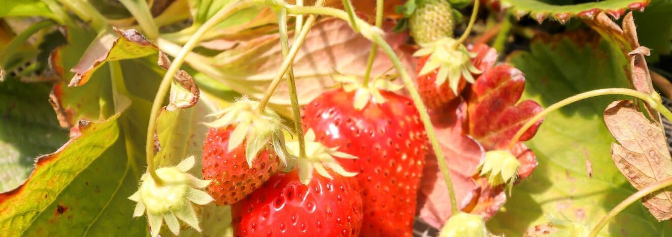 Botrytis on Tomatoes
