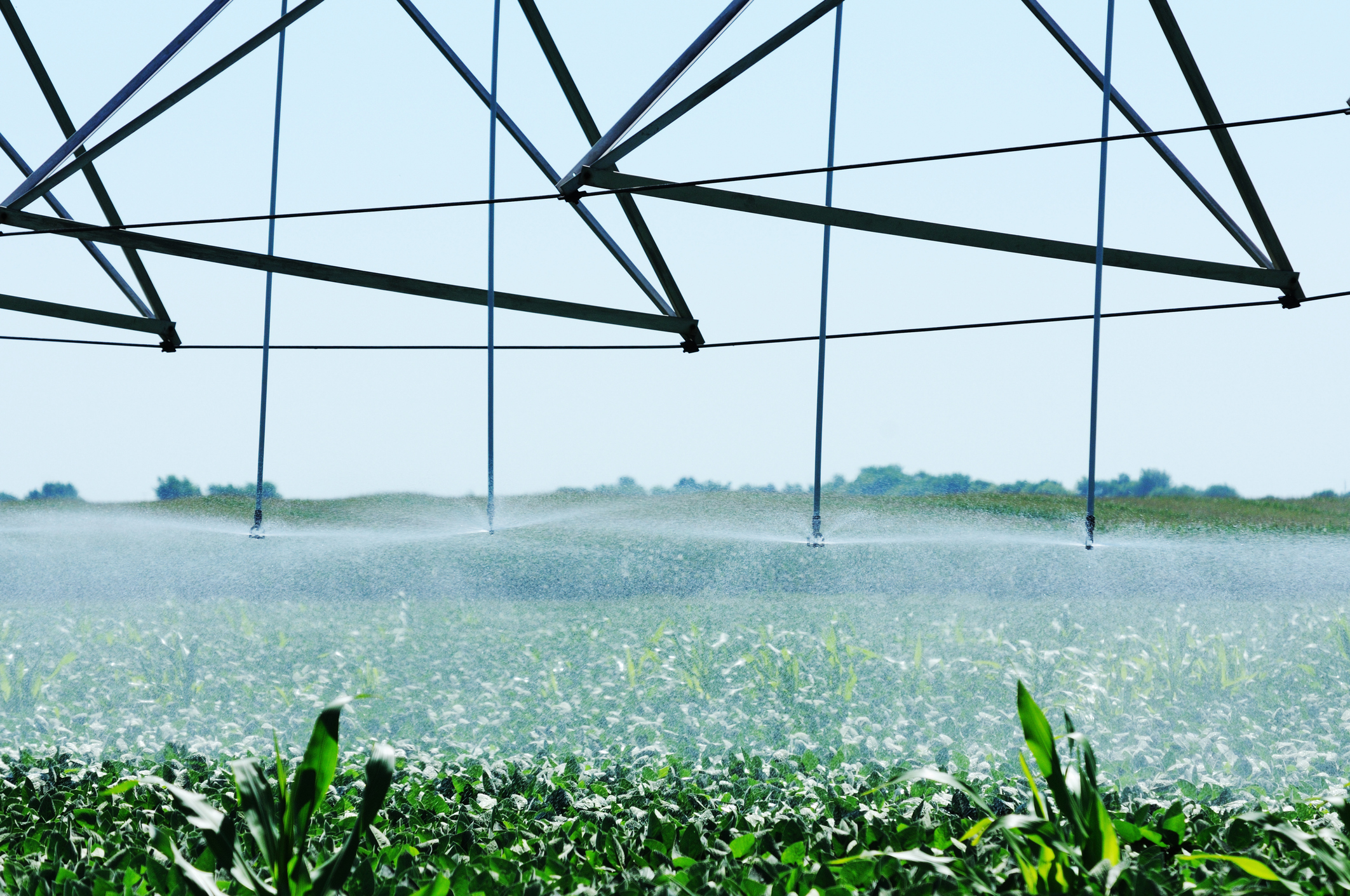a humid greenhouse