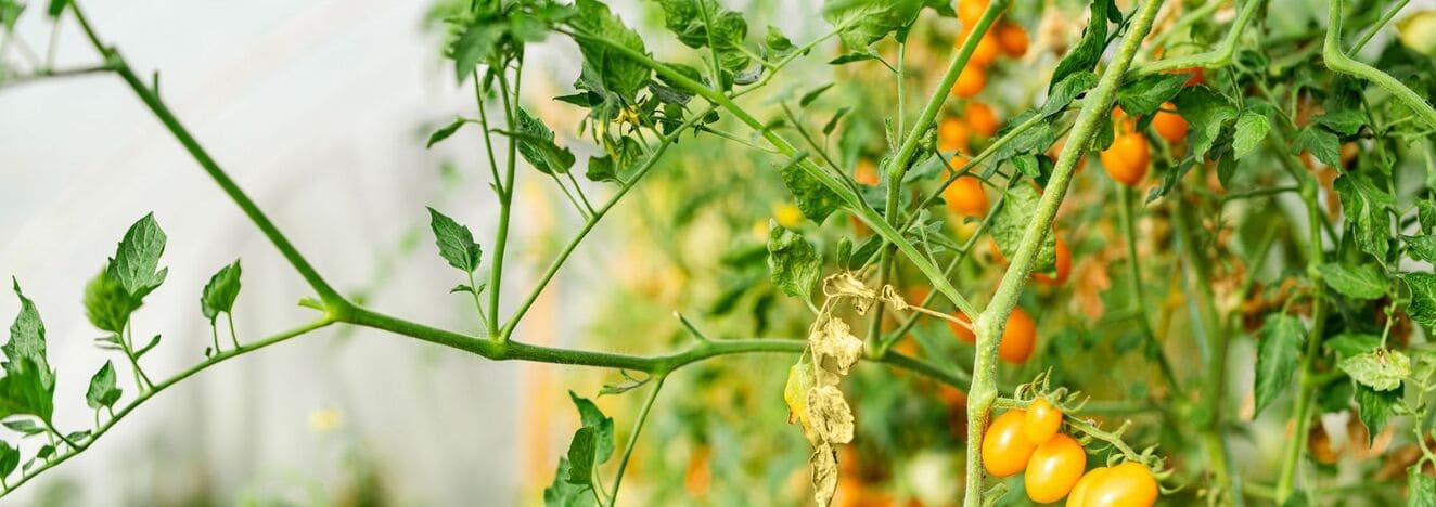 iStock 1343865950 modified a8f7dad2 2aa2 4669 9960 2aa39fdc3183