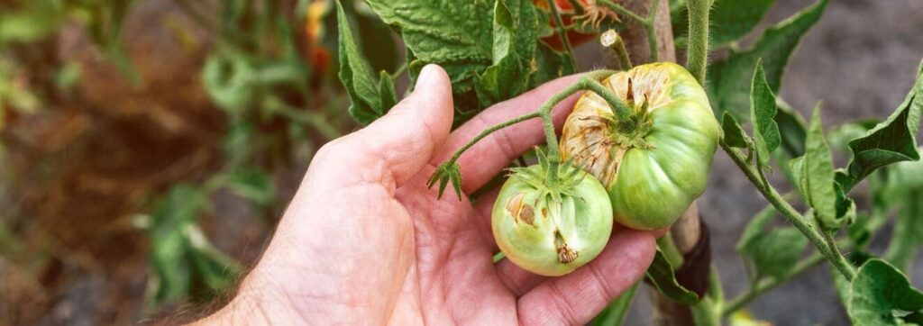 iStock 1445205583 modified 09edd6d7 d836 47ec 9cce 47e31c3f4743