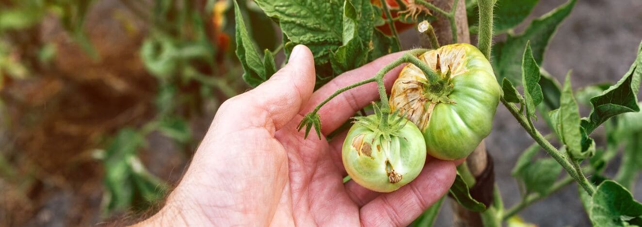 iStock 1445205583 modified 09edd6d7 d836 47ec 9cce 47e31c3f4743