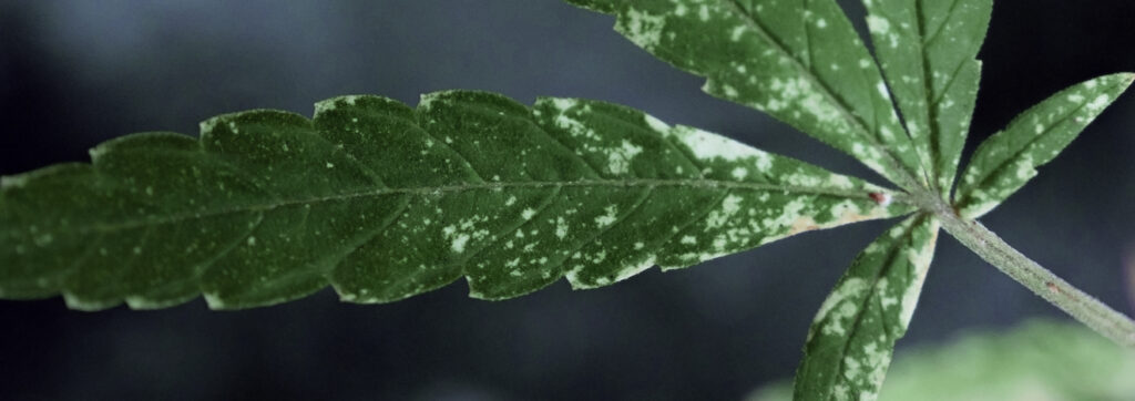 iStock 1474730472 (1)