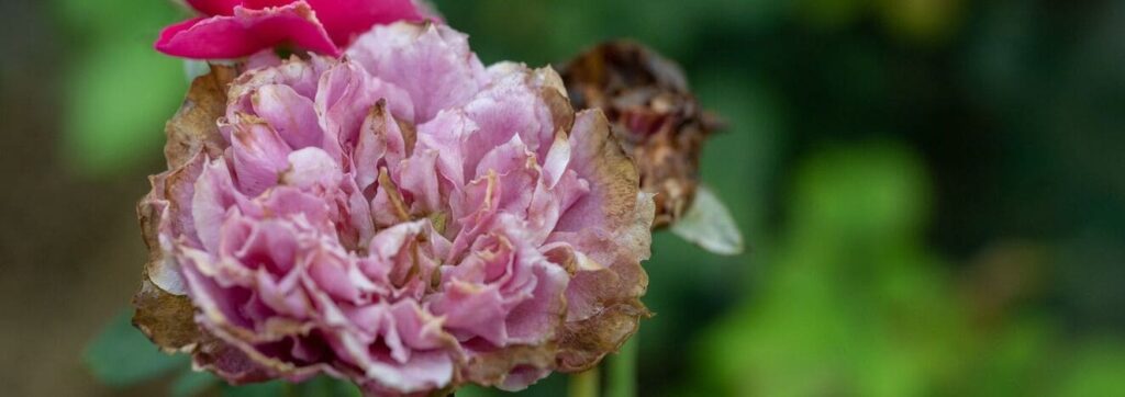 iStock 2156428415 modified 055312c8 8ad4 4b42 a0ec a09edab831a6