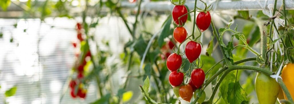 iStock 2175643817 modified b2ea308f 1fef 424b 8635 493f2a60e68e