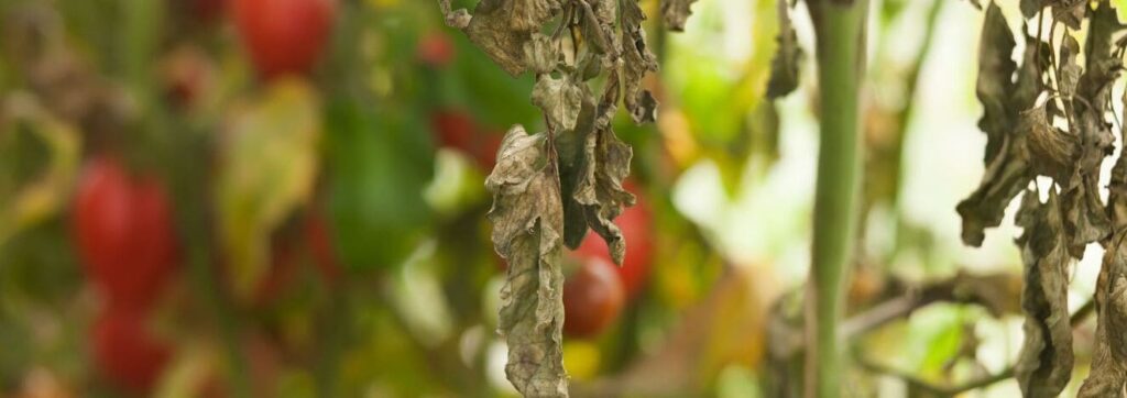 可以翻译为： tomato plant with curled, yellowing leaves