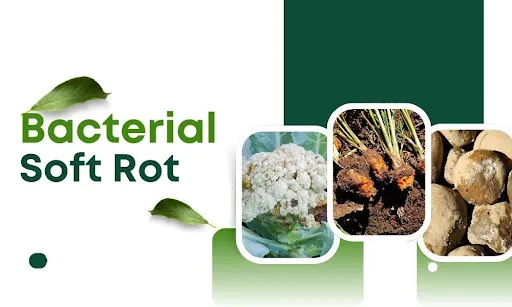 bacterial soft rot vegetables
