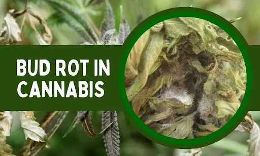 cannabis bud rot infected buds closeup