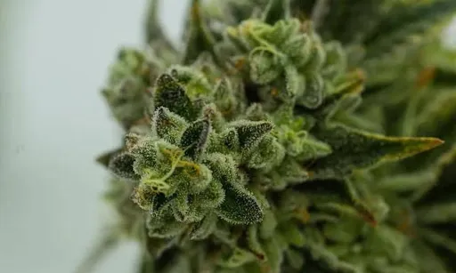 cannabis healthy bud closeup green trichomes