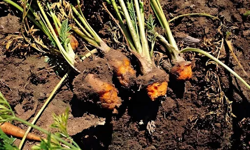 carrots soft rot
