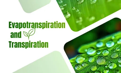 evapotranspiration leaf water droplets illustration