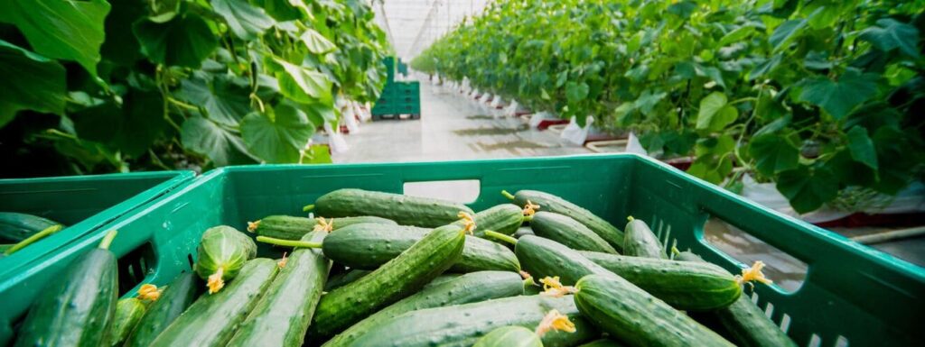 cucumber greenhouse