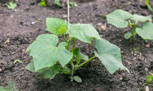 greenhouse cucumber young plant growing