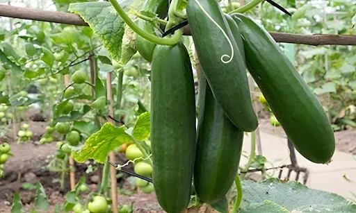 greenhouse cucumbers hanging vines