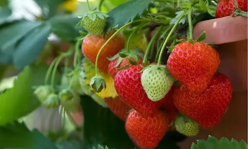 greenhouse strawberries ripening closeup