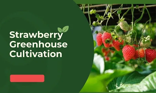 greenhouse strawberry cultivation ripe berries