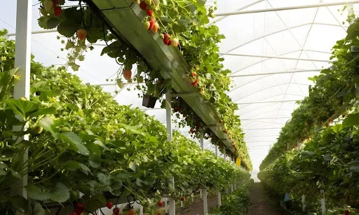greenhouse strawberry hanging rows production