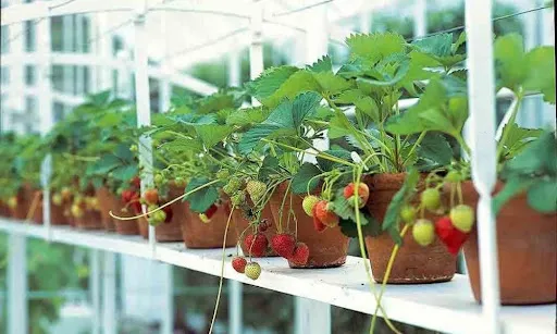 greenhouse strawberry potted growing system