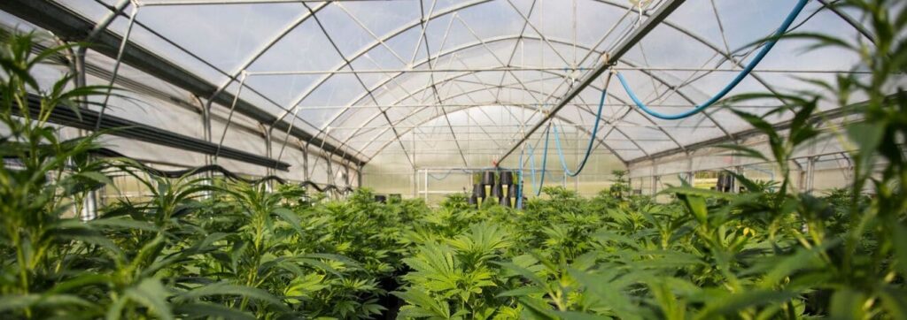 Cannabis greenhouse