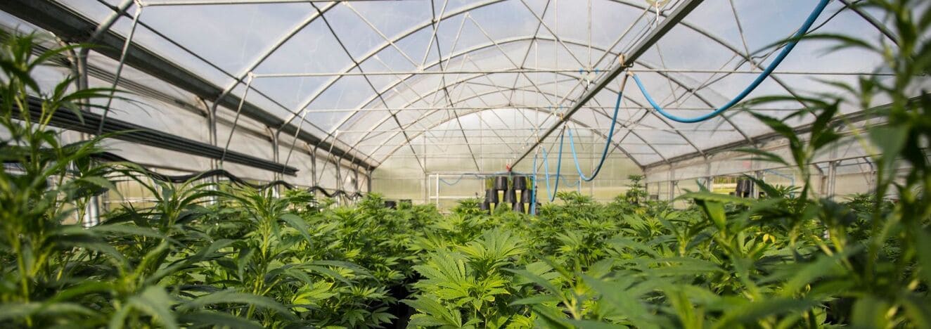 Cannabis greenhouse