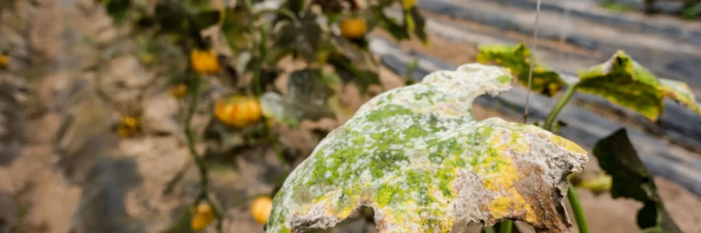 iStock 1500509288 modified 00b82b64 beb8 48e8 8631 83c5b5d08a1b