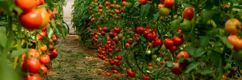 iStock 1545800730 modified b706d49b 0677 4e59 b108 146e61452271