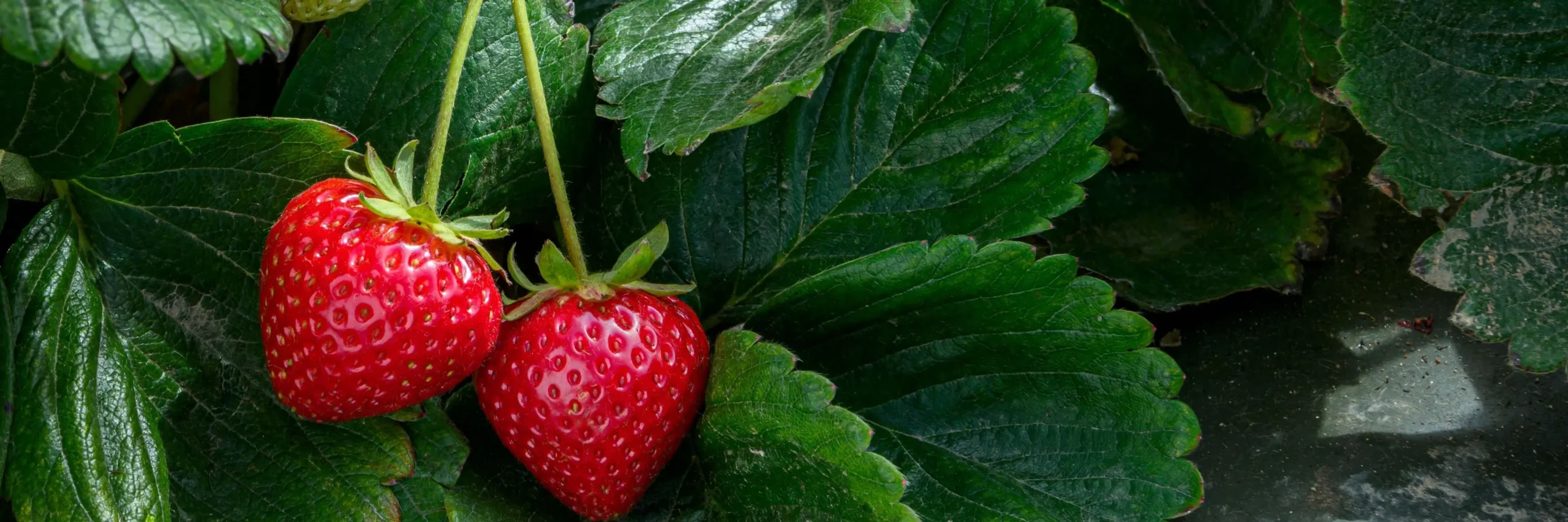 iStock 1597055836 modified 3c676ae6 c9b9 41cd bef4 19135e037f1c