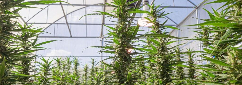 cannabis cultivation in greenhouse