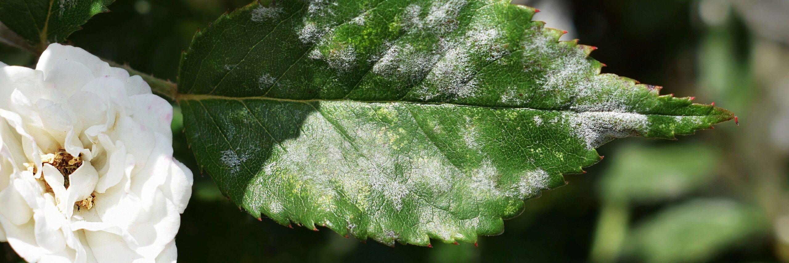 Botrytis on rose plant
