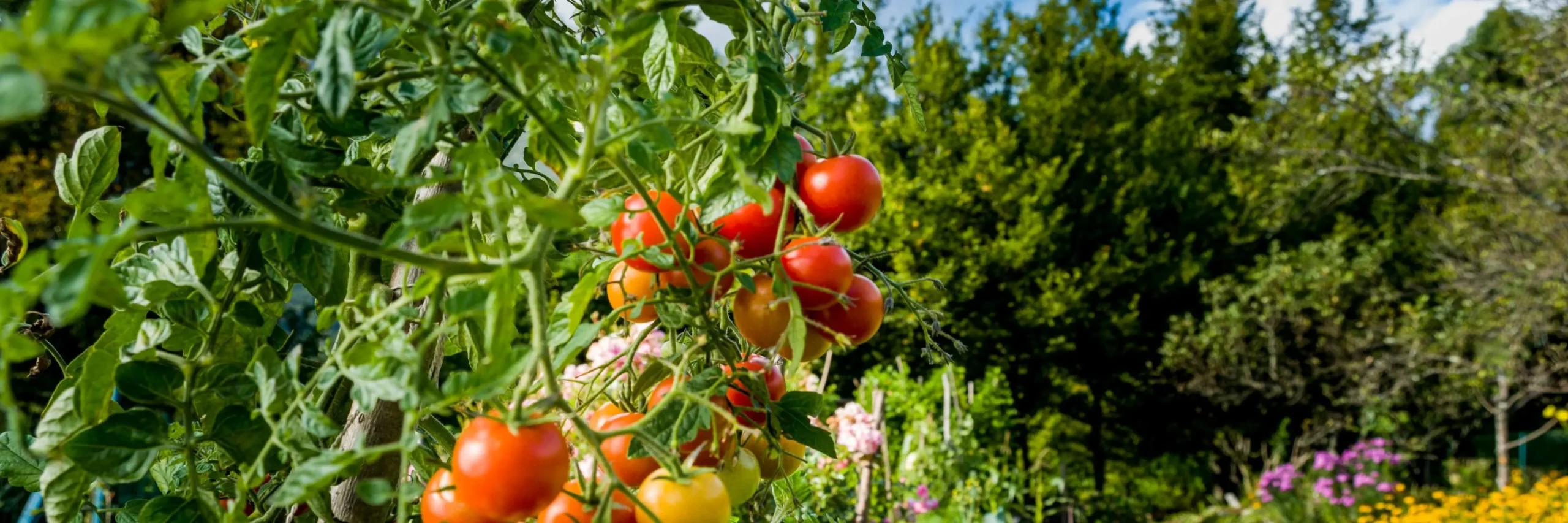 tomato plant in sun