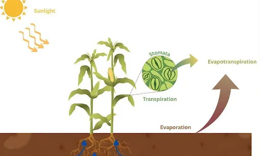 illustration field evapotranspiration process corn plant water cycle
