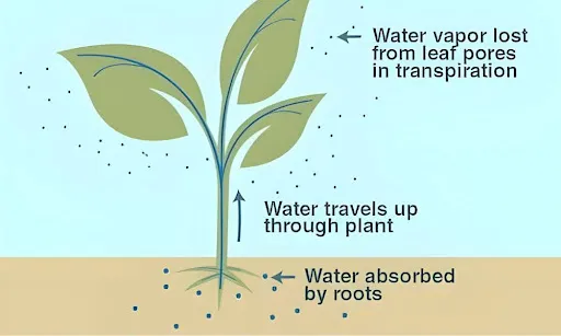 illustration plant transpiration diagram water movement