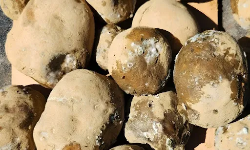 potatoes soft rot prevention
