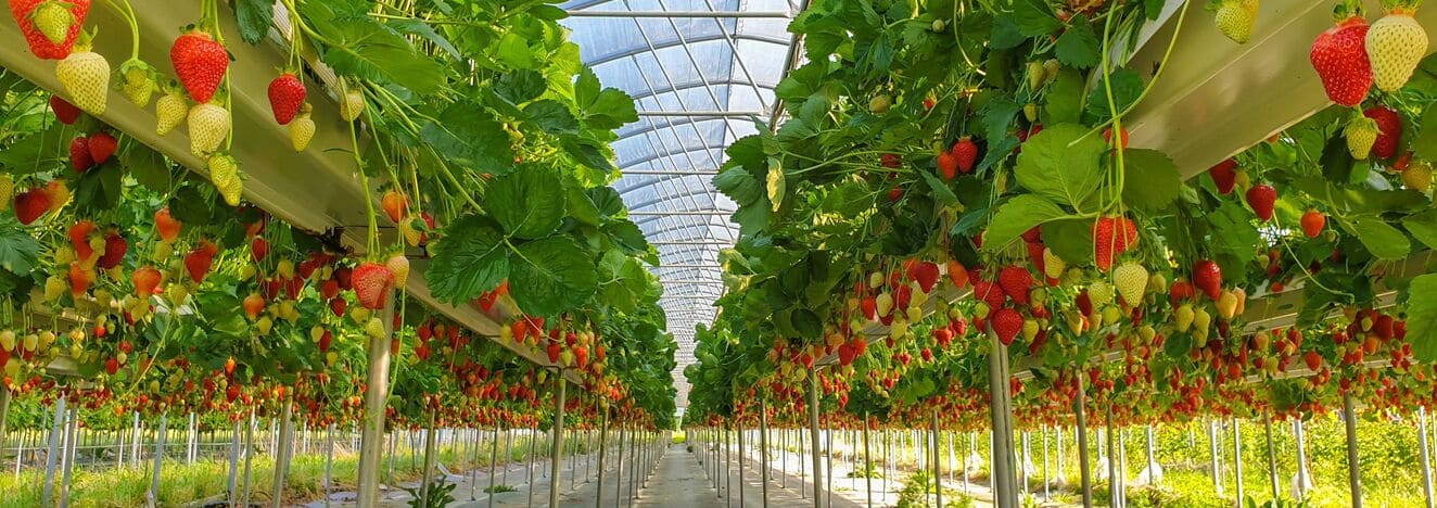 strawberries in greenhouse