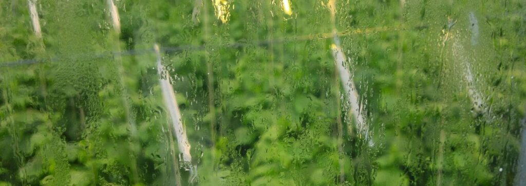 transpiration in greenhouse