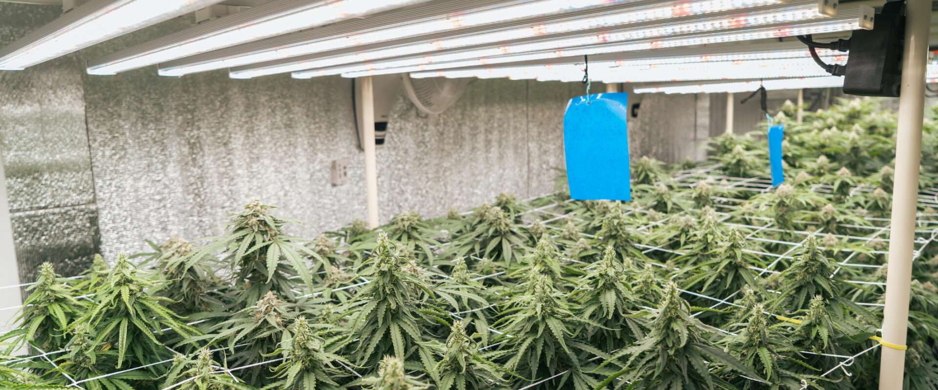 cannabis growing indoor