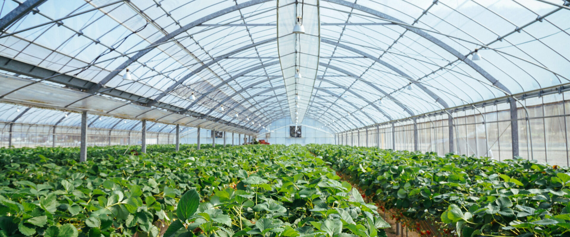 greenhouse in winter